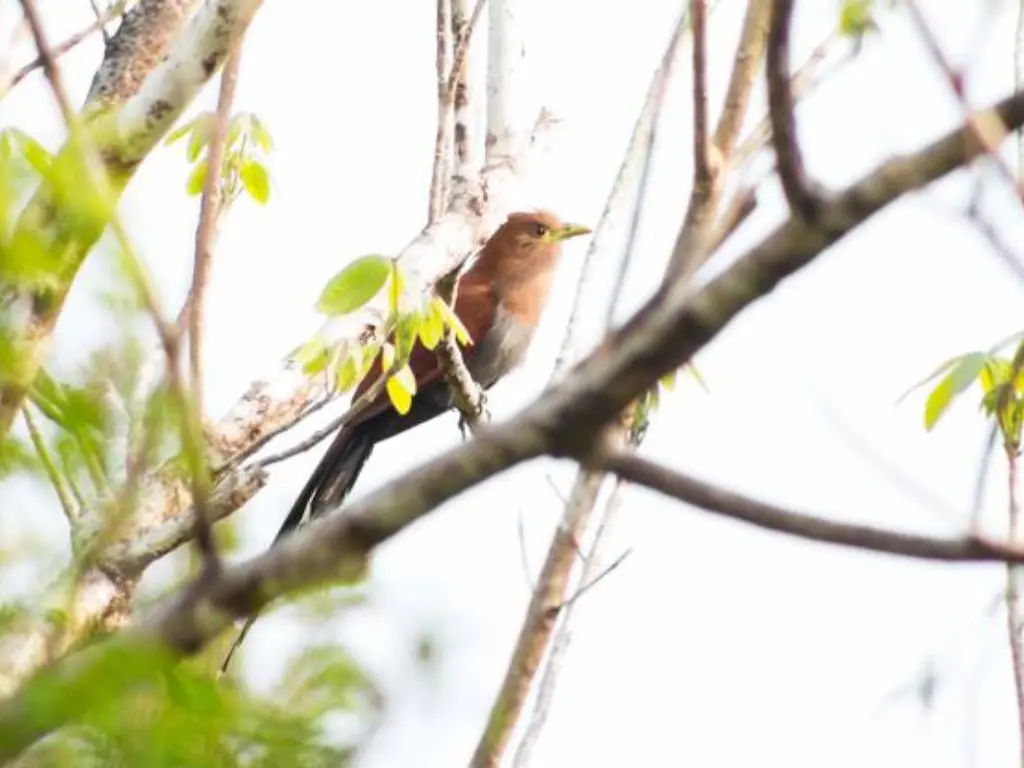Belize Cross Country Birding - squirrel Cuckoo