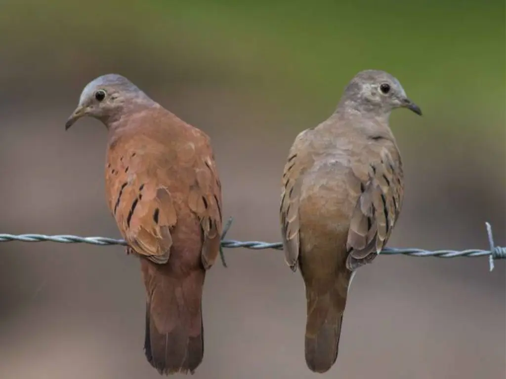 Belize Cross Country Birding Ruddy Ground-Dove