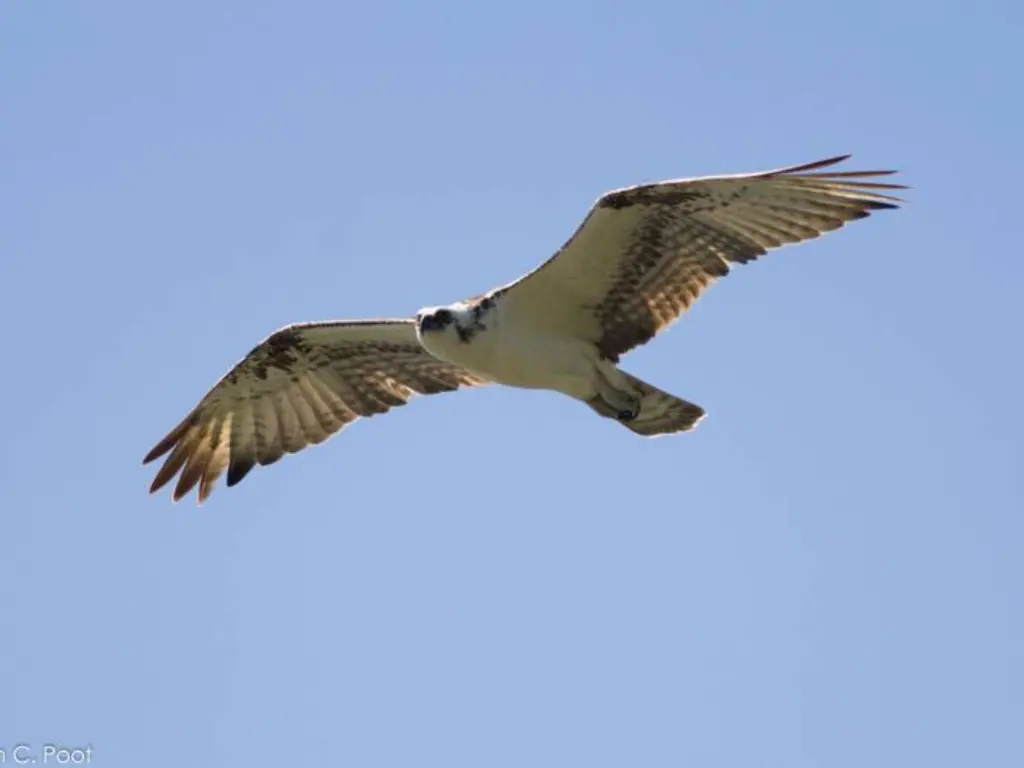 Belize Cross Country Birding Osprey