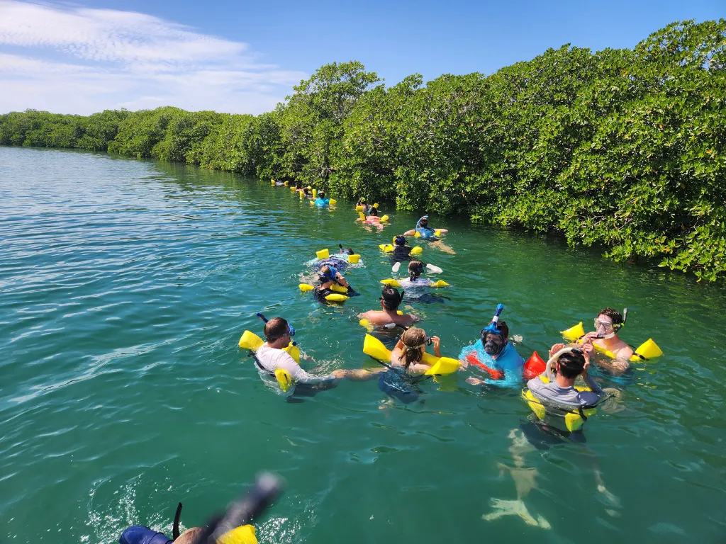 Mangrove snorkeling belize reviews