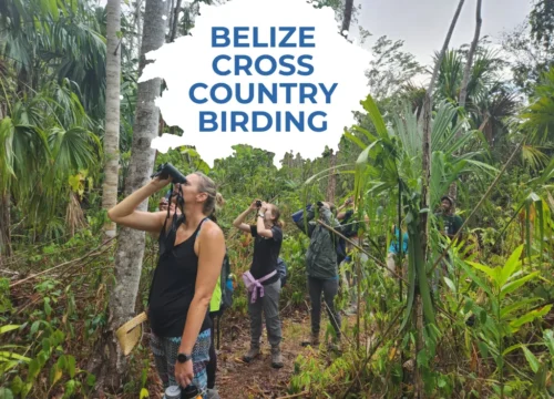 Belize Cross Country Birding