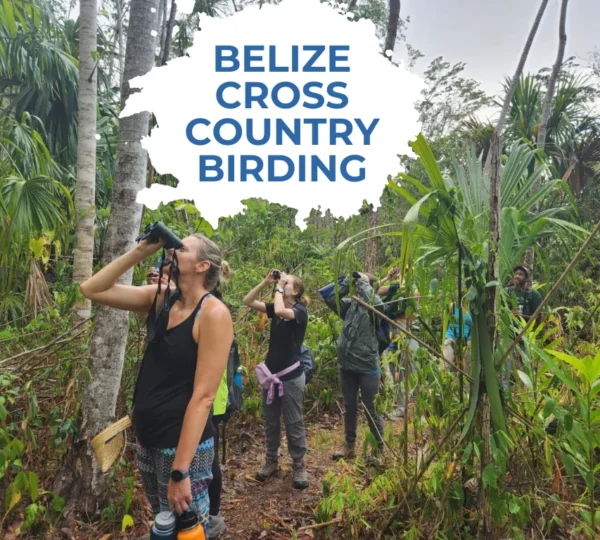 Belize Cross Country Birding
