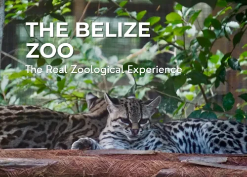 The Belize Zoo - The Real Zoological Experience